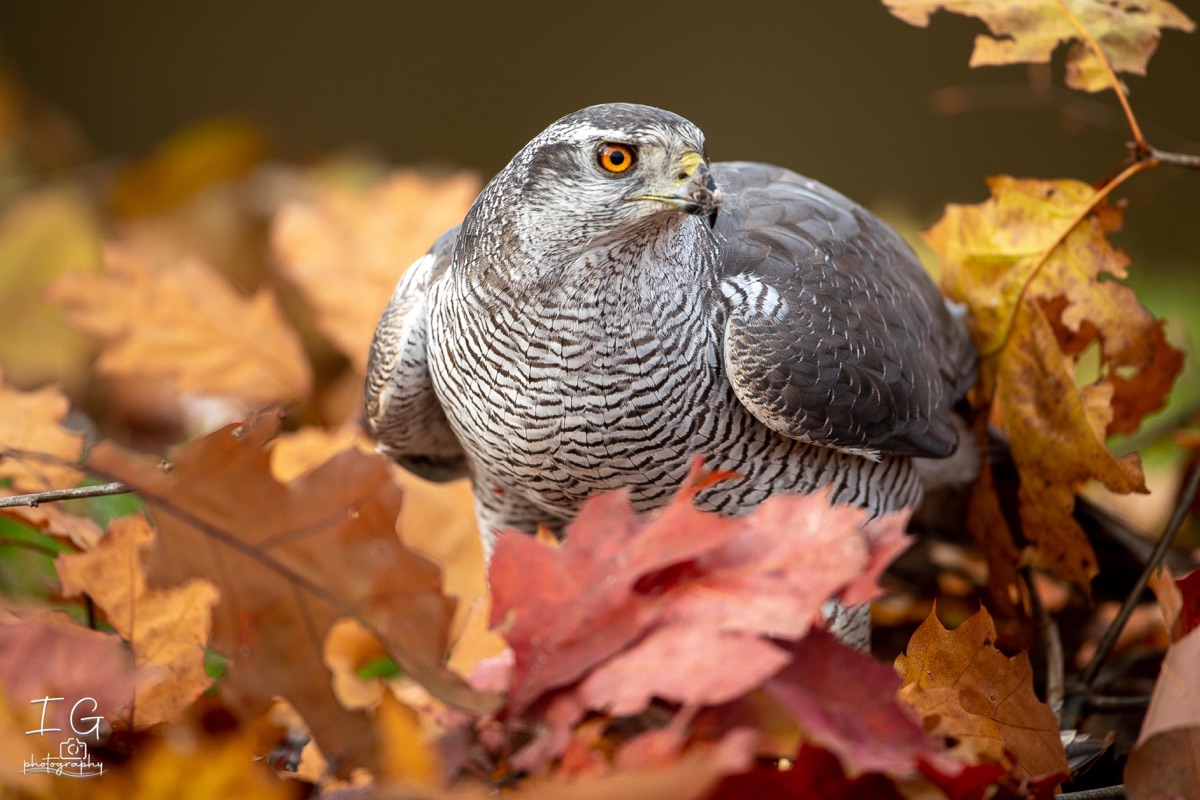 AK6I1494 31 oktober 2021 1502 03